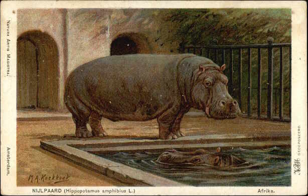 Nijlpaard Hippopotamus amphibius L - Afrika